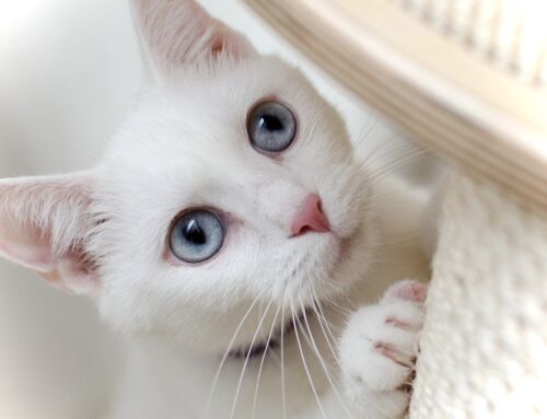 Merkblatt Katze Pigmentierung Haut Haarkleid Augen