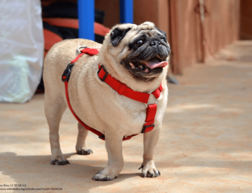 Merkblatt Hund Rasse Mops (Pug)