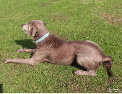 Merkblatt Hund Color Dilution Alopecia (CDA)