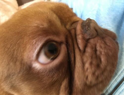 Merkblatt Hund Rasse French Bulldog