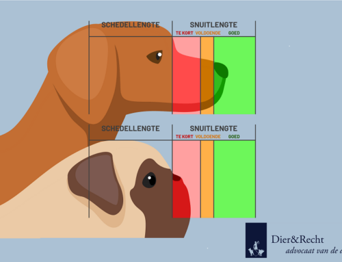 Niederlande: Vollständiges Verbot der Zucht brachycephaler Hunderassen