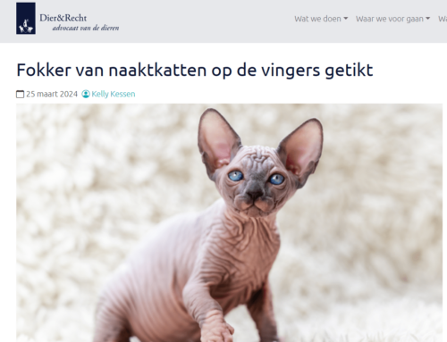 Niederlande: Züchter von Nacktkatzen verwarnt