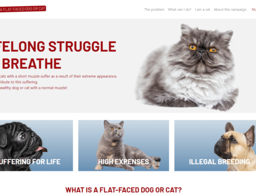 Niederländische Kampagne ‚Don’t buy a flat-faced dog or cat‘