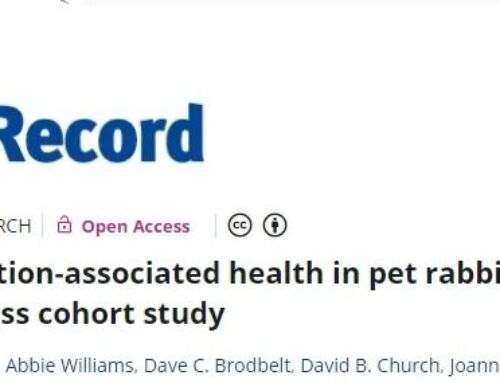 Neue Studie aus UK: Schlappohren bei Widderkaninchen doch nicht so problematisch?