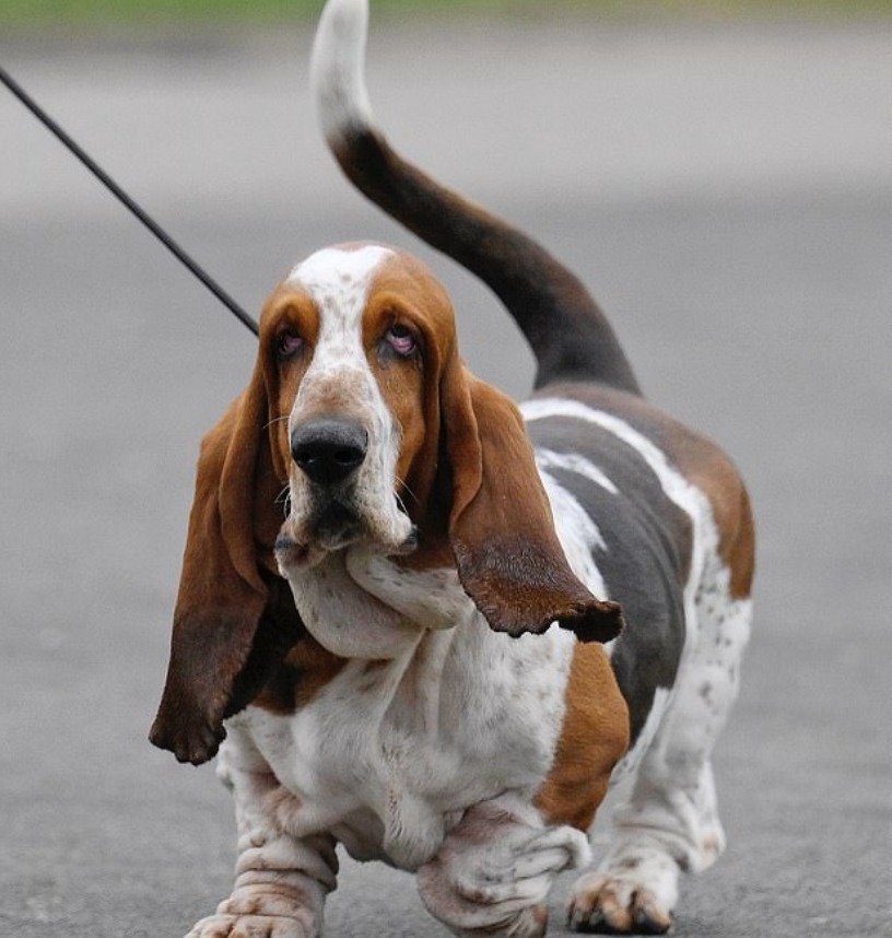 Merkblatt Hund Rasse Basset Hound