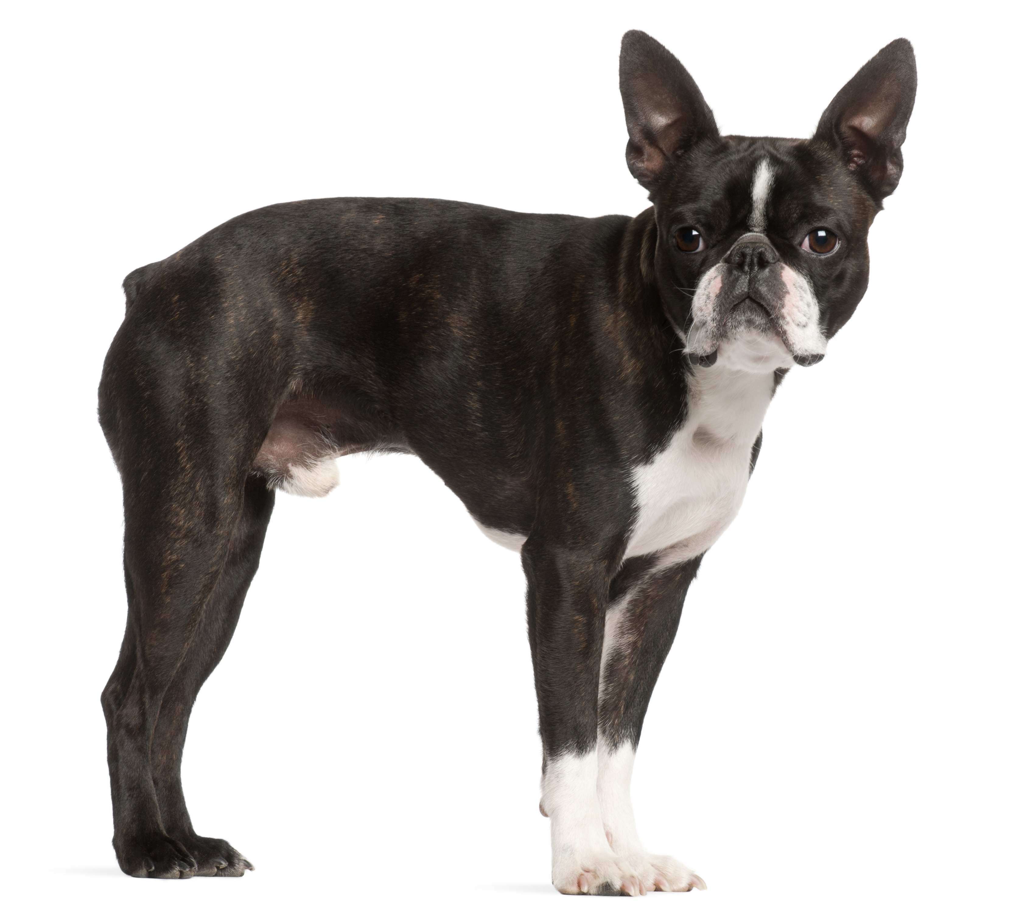 Merkblatt Hund Rasse Boston Terrier