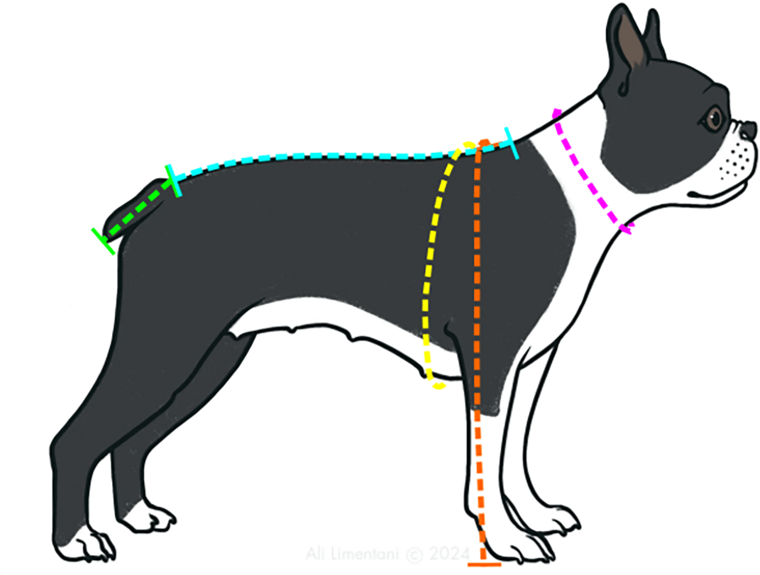 BOAS beim Boston Terrier: Eine gesündere Rasse mit Korkenzieherrute?