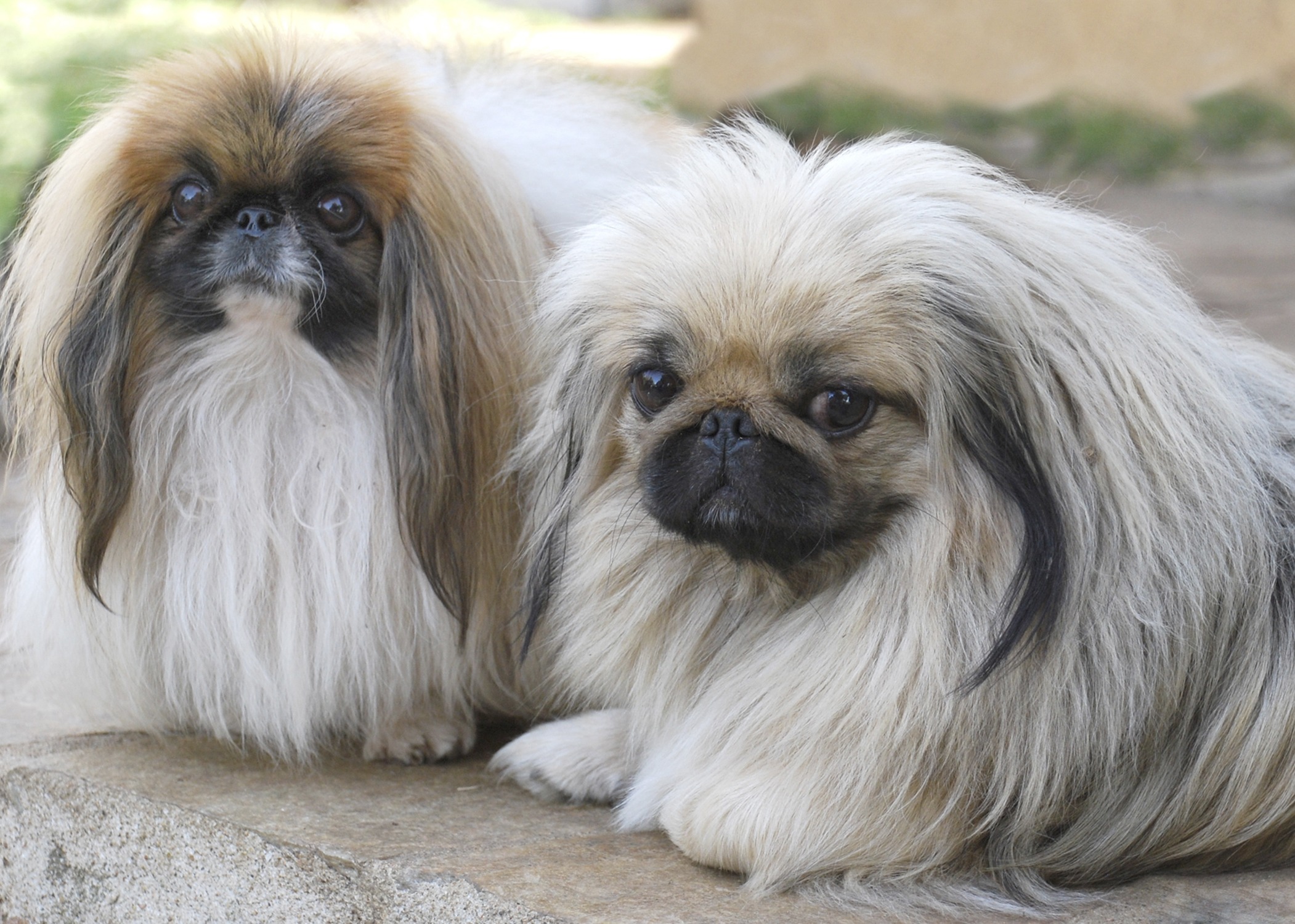 Merkblatt Hund Rasse Pekingese