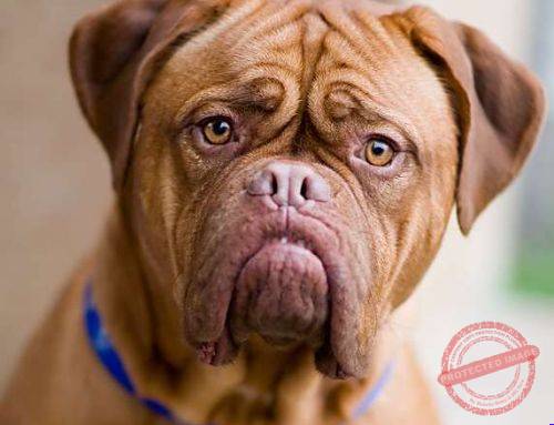 Merkblatt Hund Rasse Bordeauxdogge
