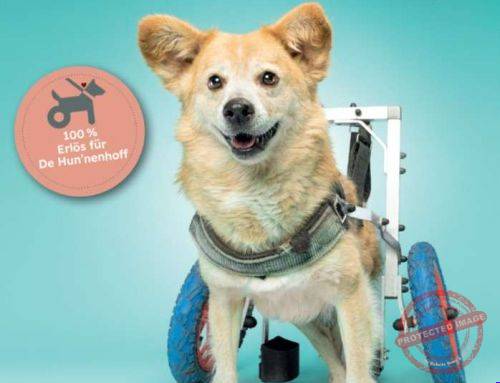 Neuerscheinung Rolli-Hunde: Praxiswissen und Erfolgsgeschichten über gelähmte Hunde